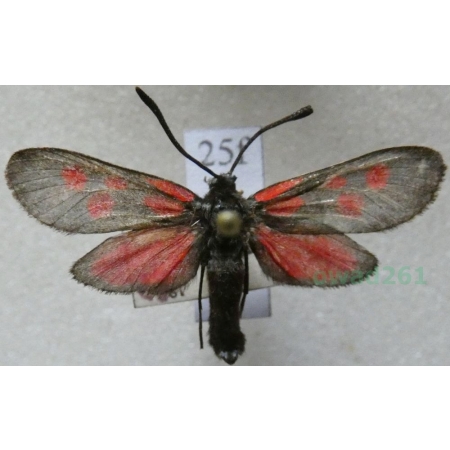 Zygaena trifolii (Esper, 1783) Kraśnik pięcioplamek Czech25f